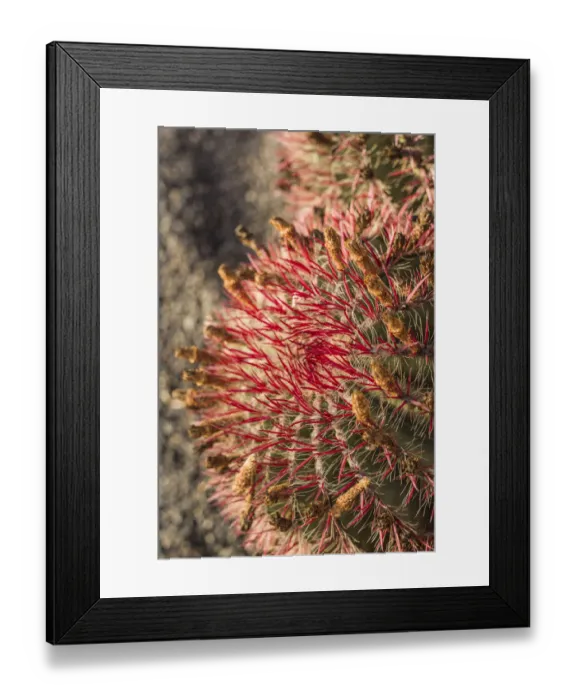 Framed Print : Spain, Canary Islands, Fuerteventura Island, Caleta de Fuste, beachfront cactus