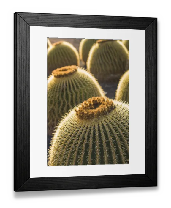 Framed Print : Spain, Canary Islands, Fuerteventura Island, Caleta de Fuste, beachfront cactus Framed Print : Spain, Canary Islands, Fuerteventura Island, Caleta de Fuste, beachfront cactus