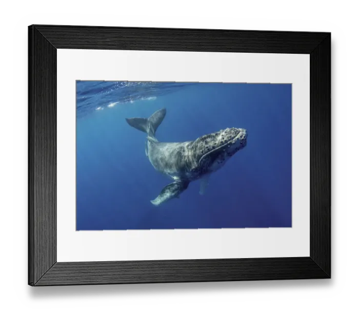Framed Print : South Pacific, Tonga. Humpback calf close-up. Credit as