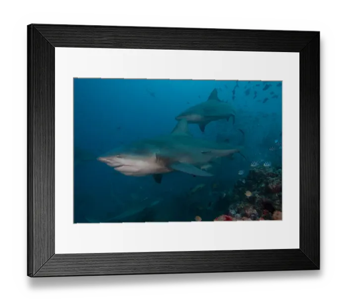 Framed Print : South Pacific, Fiji. Bull sharks. Credit as: Jones & Shimlock / Jaynes Gallery / Framed Print : South Pacific, Fiji. Bull sharks. Credit as: Jones & Shimlock / Jaynes Gallery /