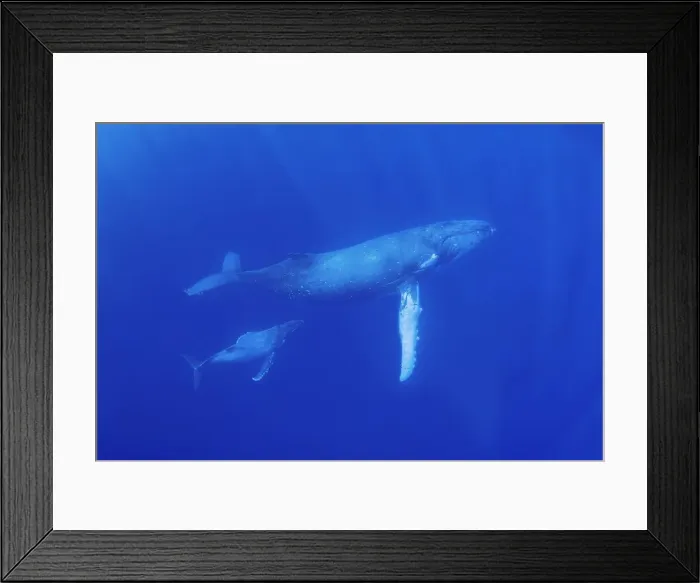 Framed Print : South Pacific, Tonga. Humpback whale mother and calf close-up