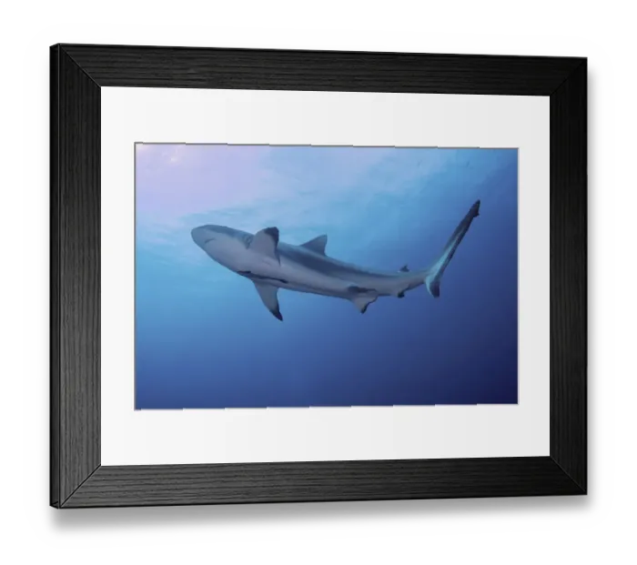 Framed Print : South Pacific, Fiji. Blacktip shark close-up. Credit as Framed Print : South Pacific, Fiji. Blacktip shark close-up. Credit as