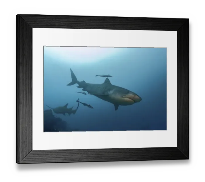 Framed Print : South Pacific, Fiji. Tiger shark close-up. Credit as: Jones & Shimlock  /  Jaynes Gallery  / 