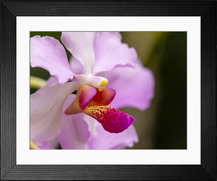 Framed Print : Fiji, Viti Levu. Pink orchid close-up Framed Print : Fiji, Viti Levu. Pink orchid close-up
