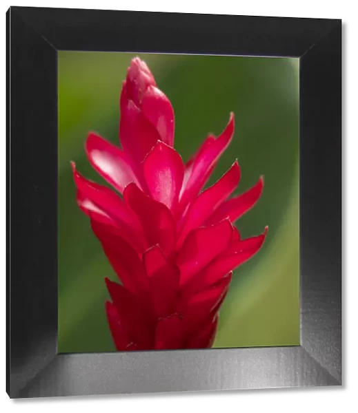 Fiji, Viti Levu. Red Ginger Flower (Alpinia purpurata)