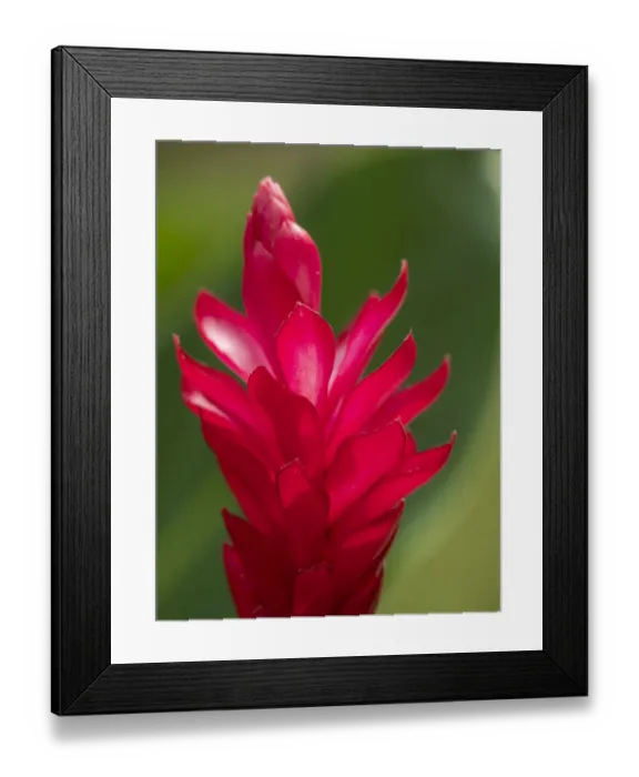 Framed Print : Fiji, Viti Levu. Red Ginger Flower (Alpinia purpurata) Framed Print : Fiji, Viti Levu. Red Ginger Flower (Alpinia purpurata)