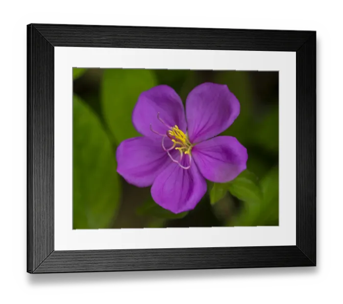 Framed Print : Fiji, Vanua Levu. Purple flower with yellow stamens Framed Print : Fiji, Vanua Levu. Purple flower with yellow stamens
