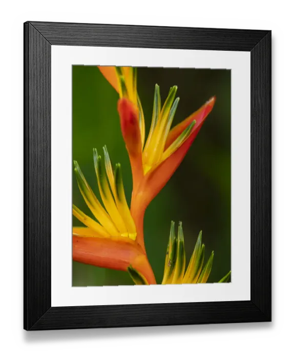 Framed Print : Fiji, Vanua Levu. Close-up of Bird Of Paradise plant Framed Print : Fiji, Vanua Levu. Close-up of Bird Of Paradise plant