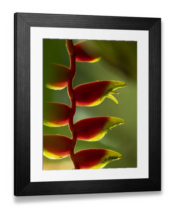 Framed Print : Fiji, Vanua Levu. Close-up of Heliconia plant Framed Print : Fiji, Vanua Levu. Close-up of Heliconia plant