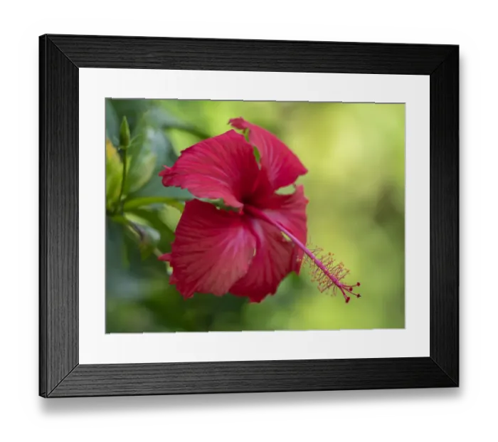 Framed Print : Fiji, Taveuni Island. Close-up of Hibiscus flower Framed Print : Fiji, Taveuni Island. Close-up of Hibiscus flower