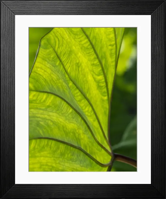 Framed Print : Fiji, Taveuni Island. Back-lit close-up of a green leaf showing veins