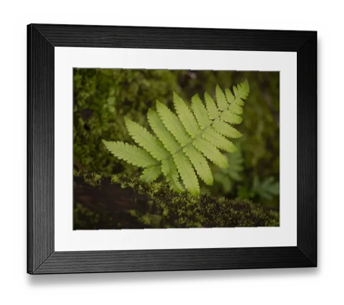Framed Print : Fiji, Taveuni Island. Small fern on a moss-covered log