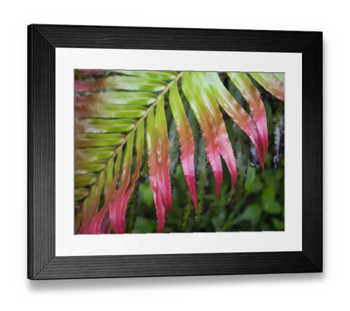 Framed Print : Fiji, Taveuni Island. Close-up of a red-tipped Fern Framed Print : Fiji, Taveuni Island. Close-up of a red-tipped Fern