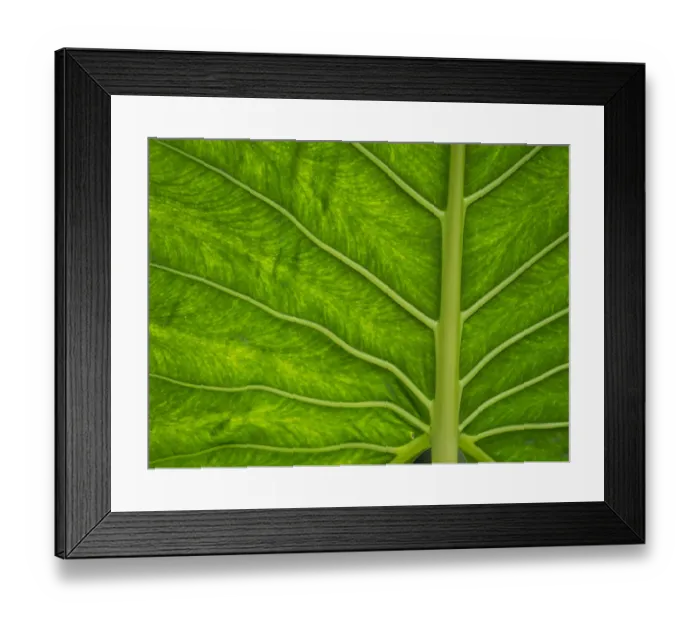 Framed Print : Fiji, Taveuni Island. Back-lit close-up of a green leaf showing veins