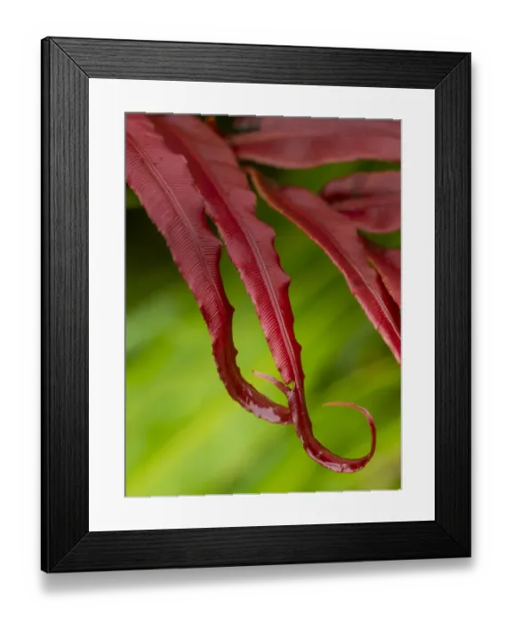 Framed Print : Fiji, Taveuni Island. Close-up of a red-tipped Fern Framed Print : Fiji, Taveuni Island. Close-up of a red-tipped Fern