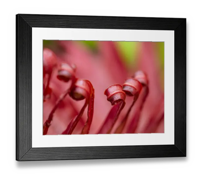 Framed Print : Fiji, Taveuni Island. Close-up of a red-tipped Fern Framed Print : Fiji, Taveuni Island. Close-up of a red-tipped Fern