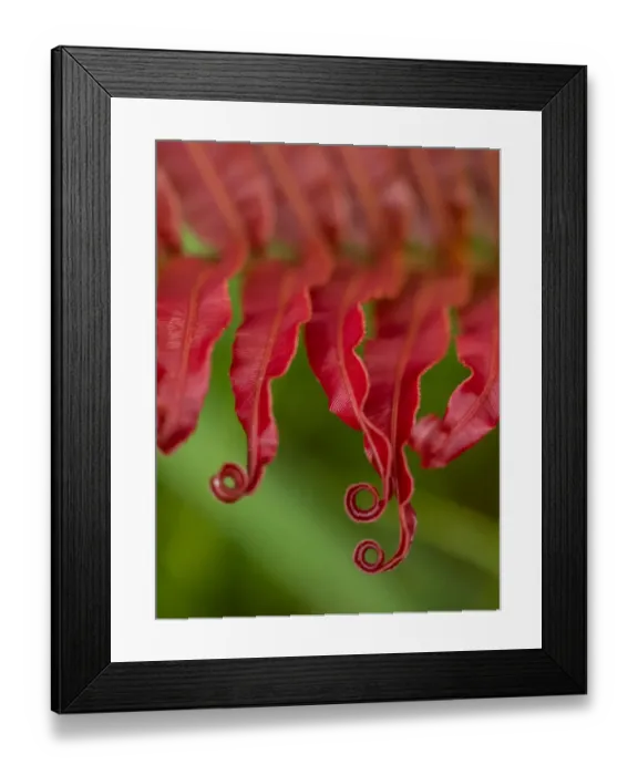 Framed Print : Fiji, Taveuni Island. Close-up of a red-tipped Fern