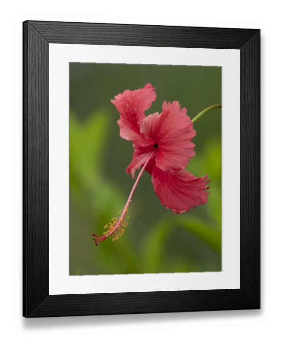 Framed Print : Fiji, Taveuni Island. Close-up of hibiscus flower Framed Print : Fiji, Taveuni Island. Close-up of hibiscus flower