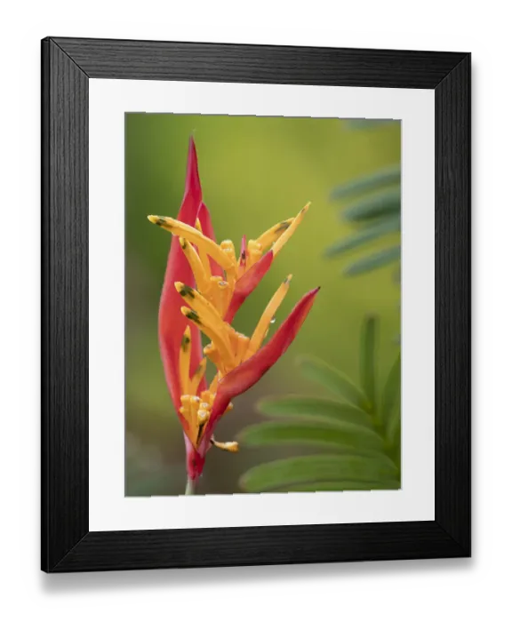 Framed Print : Fiji, Taveuni Island. False Bird Of Paradise Flower (Heliconia psittacorum) Framed Print : Fiji, Taveuni Island. False Bird Of Paradise Flower (Heliconia psittacorum)