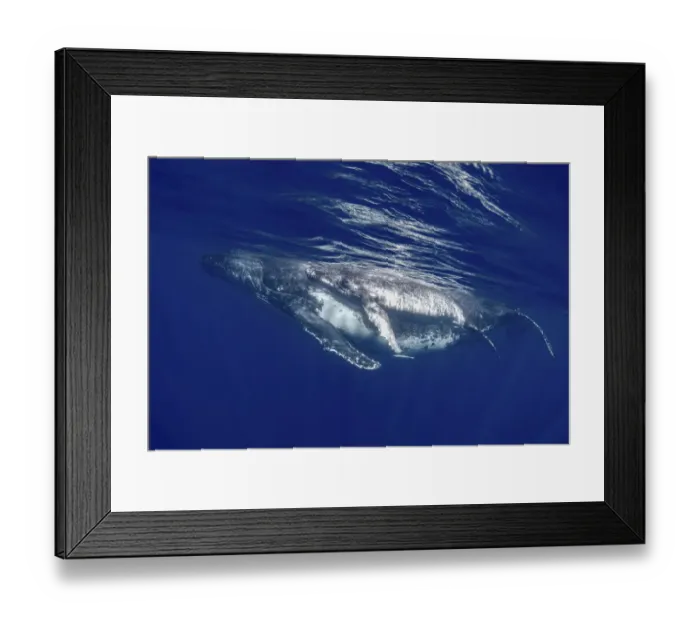 Framed Print : South Pacific, Tonga. Humpback whale mother and calf close-up Framed Print : South Pacific, Tonga. Humpback whale mother and calf close-up