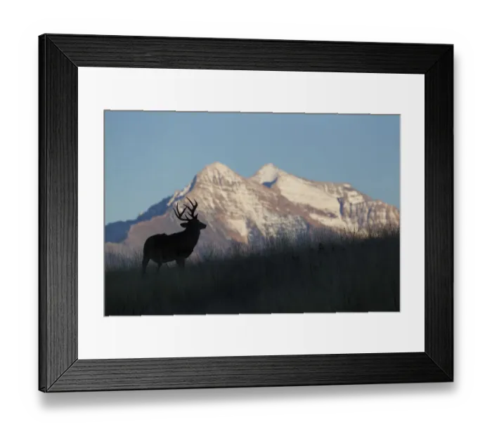 Framed Print : White-tail Deer Silhouette, Mission Mountains Framed Print : White-tail Deer Silhouette, Mission Mountains
