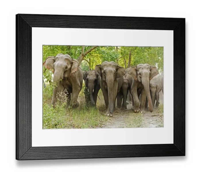 Framed Print : Asian Elephant Family in the Sal Forest. Corbett National Park, India Framed Print : Asian Elephant Family in the Sal Forest. Corbett National Park, India