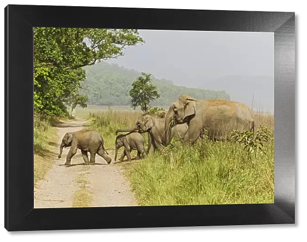 Asian Elephant family crossing the jungle track. Corbett National Park, India