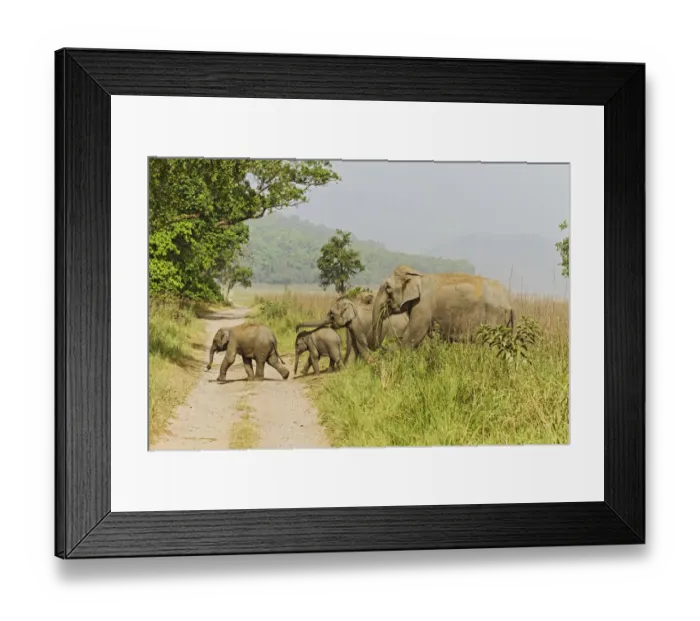 Framed Print : Asian Elephant family crossing the jungle track. Corbett National Park, India