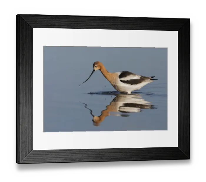 Framed Print : American Avocet Foraging