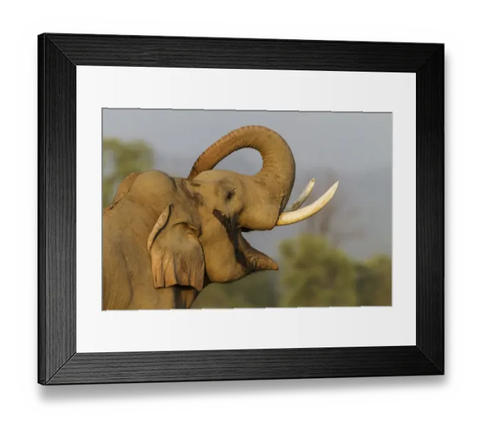 Framed Print : Musth Tusker giving a salute. Corbett National Park, India Framed Print : Musth Tusker giving a salute. Corbett National Park, India