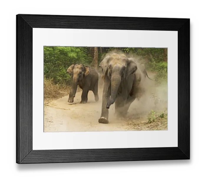 Framed Print : Asian Elephants charging, Corbett National Park, India Framed Print : Asian Elephants charging, Corbett National Park, India