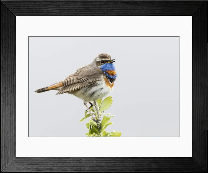 Framed Print : Bluethroat, territory song