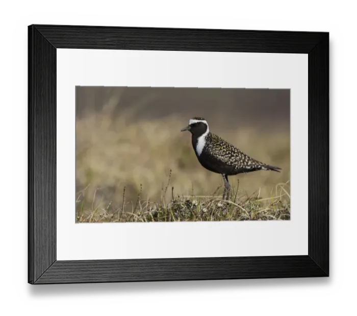 Framed Print : American Golden Plover Framed Print : American Golden Plover