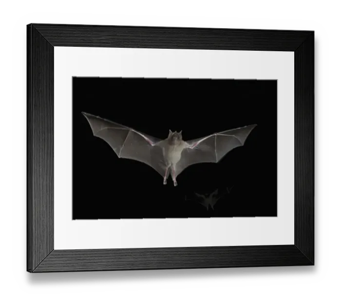 Framed Print : Lesser Long-nosed Bat Framed Print : Lesser Long-nosed Bat