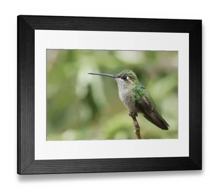 Framed Print : Broad-tailed Hummingbird (female) Framed Print : Broad-tailed Hummingbird (female)