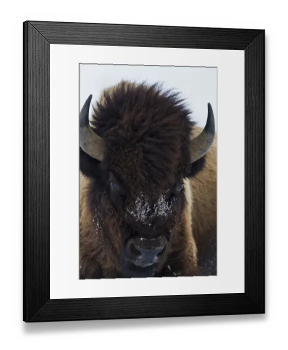 Framed Print : Bull Bison Framed Print : Bull Bison