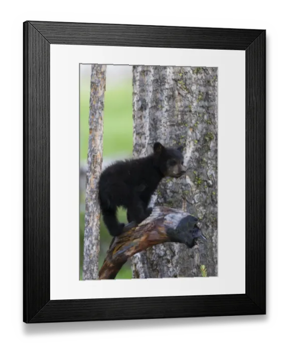 Framed Print : Black Bear Cub Framed Print : Black Bear Cub