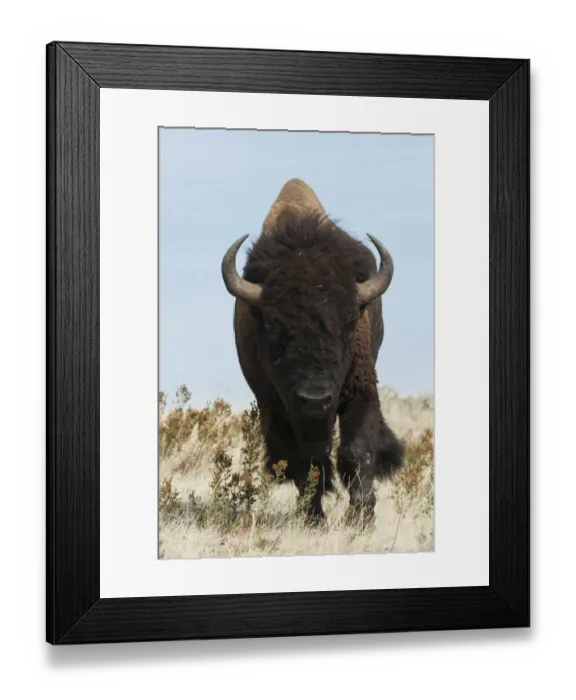Framed Print : Bison Bull on the move Framed Print : Bison Bull on the move