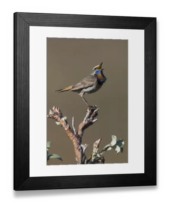 Framed Print : Male Bluethroat Singing