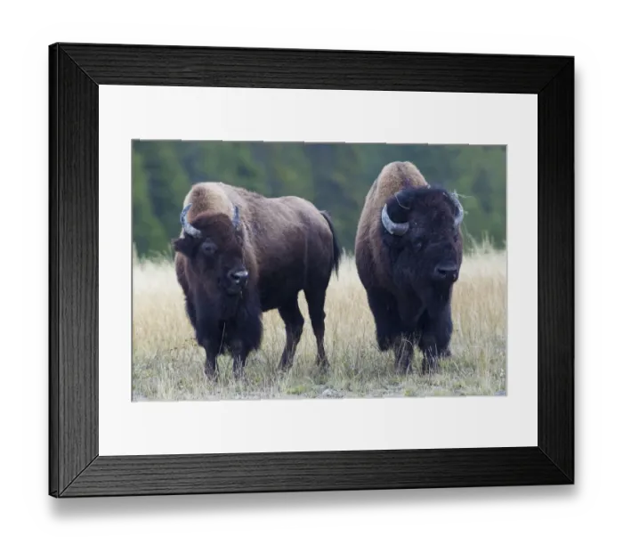Framed Print : Bison Pair Framed Print : Bison Pair