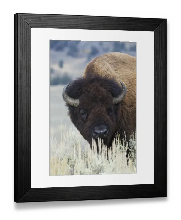 Framed Print : Big Bison Bull Framed Print : Big Bison Bull