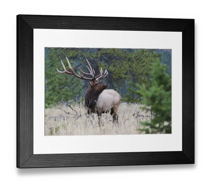 Framed Print : Rocky Mountain Bull Elk Framed Print : Rocky Mountain Bull Elk