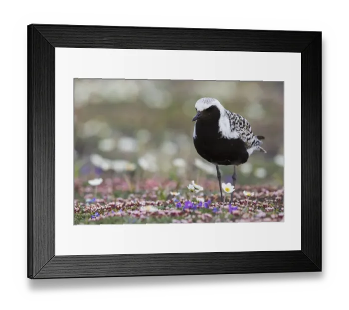 Framed Print : Black-bellied Plover, springtime on the tundra Framed Print : Black-bellied Plover, springtime on the tundra