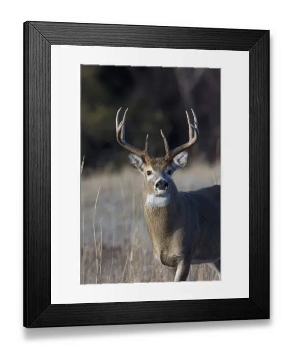 Framed Print : White-tailed Deer Buck Framed Print : White-tailed Deer Buck