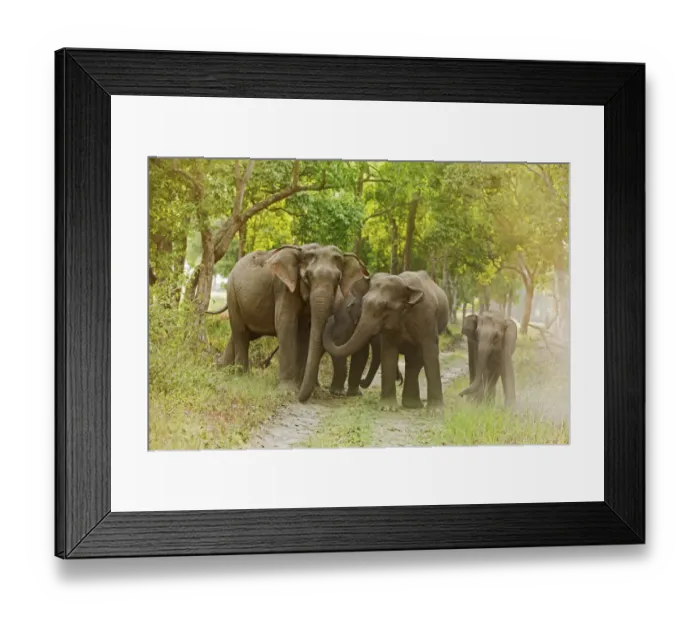 Framed Print : Asian Elephant family on the jungle track. Corbett National Park, India