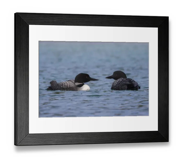 Framed Print : Common Loon Pair Framed Print : Common Loon Pair