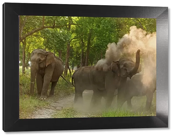 Asian Elephant taking dust bath. Corbett National Park, India