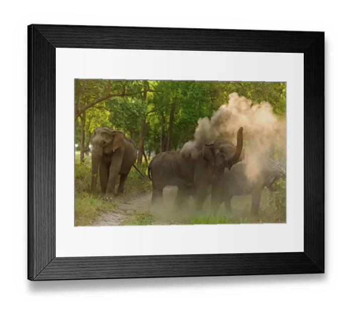 Framed Print : Asian Elephant taking dust bath. Corbett National Park, India Framed Print : Asian Elephant taking dust bath. Corbett National Park, India