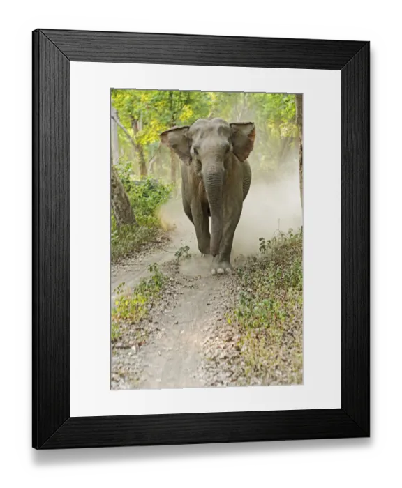 Framed Print : Asian Elephant charging. Corbett National Park, India Framed Print : Asian Elephant charging. Corbett National Park, India