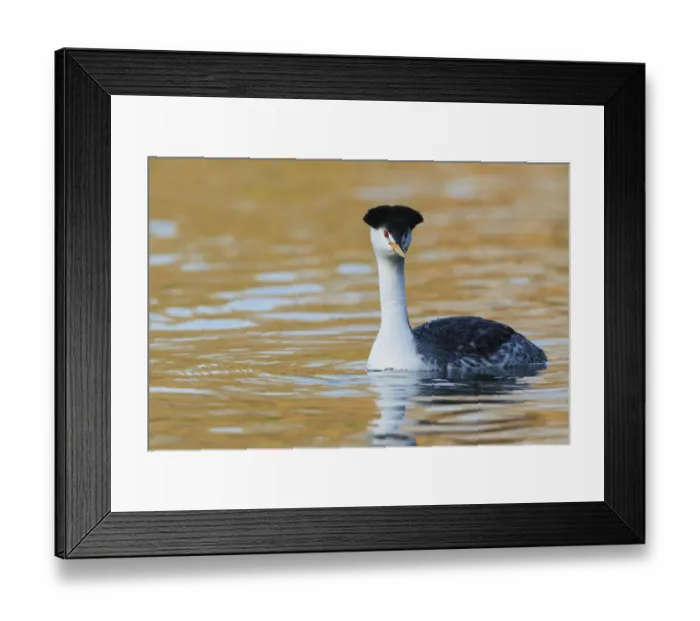 Framed Print : Clarks Grebe Framed Print : Clarks Grebe